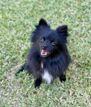 Quinn -  Pomeranian Dog for Adoption in Austin, Texas - Quinn | PetCurious