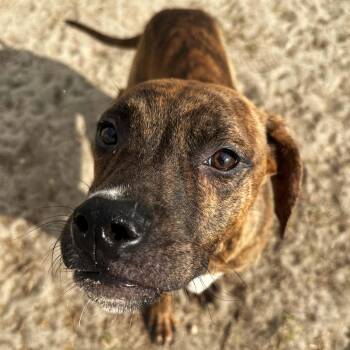 Rescue Pit Bull Terrier Dogs for Adoption in Valdosta, Georgia - Budgie | PetCurious