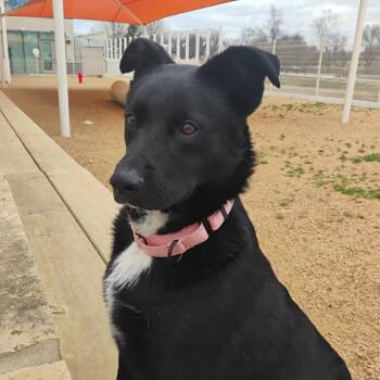 Mixed Breed Dogs Available for Adoption - Eddy | PetCurious