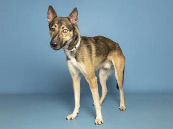 HENDRIK -  German Shepherd Dog Dog for Adoption in Phoenix, Arizona - HENDRIK | PetCurious