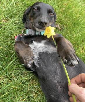 Rescue Dachshund Dogs for Adoption in Portland, Oregon - Jack | PetCurious