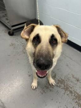 Simba -  German Shepherd Dog Dog for Adoption in Sacramento, California - Simba | PetCurious