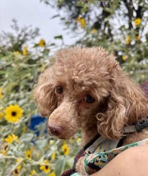 Blossom -  Poodle Dog for Adoption in Atlanta, Georgia - Blossom | PetCurious