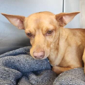 Chihuahua Dogs Available for Adoption - Boo | PetCurious