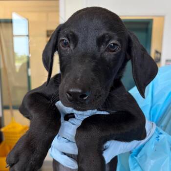 Firelli -  Black Labrador Retriever and Mixed Breed Dog for Adoption in Nashville, Tennessee - Firelli | PetCurious