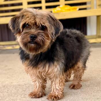 Erinn - Missouri (AG26-73) -  Yorkshire Terrier and None Dog for Adoption in Peyton, Colorado - Erinn - Missouri (AG26-73) | PetCurious