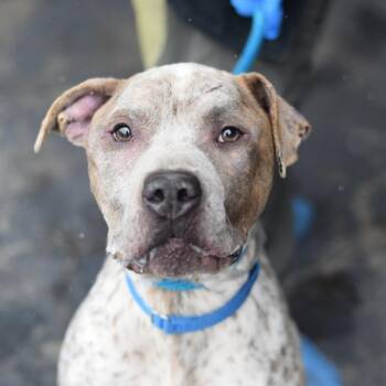 Mixed Breed Dogs Available for Adoption - Willy | PetCurious