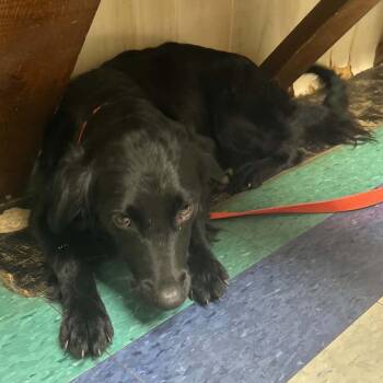 Stella -  Spaniel Dog for Adoption in Enterprise, Alabama - Stella | PetCurious
