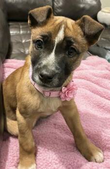 Mixed Breed Dogs Available for Adoption - Kora | PetCurious
