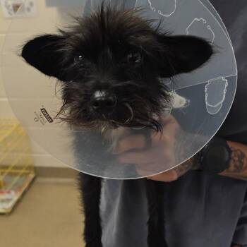 Terrier Dogs Available for Adoption in San Antonio, Texas - Chimichanga | PetCurious