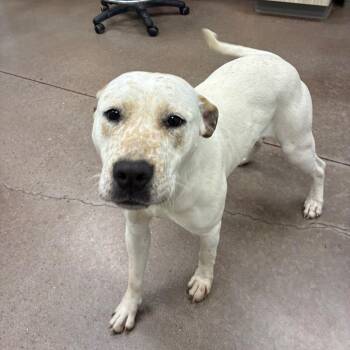 Terrier Dogs Available for Adoption - Ashanti | PetCurious