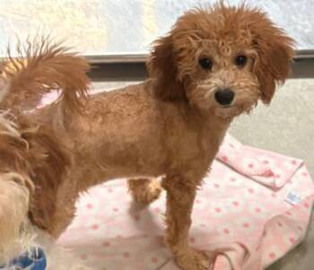 Poodle and Mixed Breed Dogs Available for Adoption in Kansas City, Missouri - Luke | PetCurious
