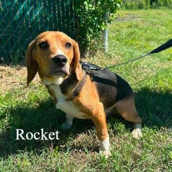 Rocket -  Beagle Dog for Adoption in Dale City, Virginia - Rocket | PetCurious