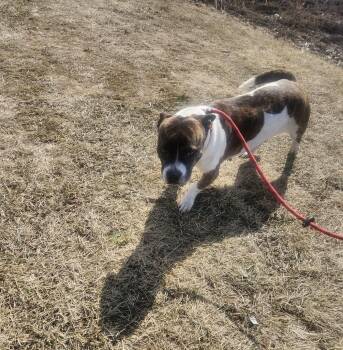 Mixed Breed Dogs Available for Adoption in Vaudreuil-dorion, Quebec - Margo | PetCurious