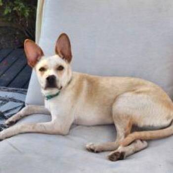 Chicago -  Mixed Breed and Terrier Dog for Adoption in San Diego, California - Chicago | PetCurious