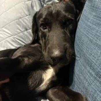 Merle -  Labrador Retriever Dog for Adoption in Arlington, Tennessee - Merle | PetCurious