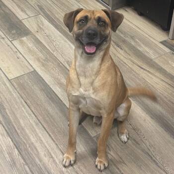Black Mouth Cur and Mixed Breed Dogs Available for Adoption - Hank | PetCurious