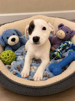 PETEY -  Australian Cattle Dog Blue Heeler Dog for Adoption in Globe, Arizona - PETEY | PetCurious