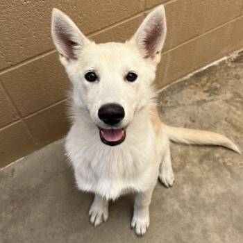 Shakira -  Shepherd and Mixed Breed Dog for Adoption in Ojai, California - Shakira | PetCurious