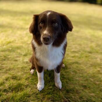 Lucy Lou #1230 -  Border Collie Dog Available for Adoption in Lucas, Texas - Lucy Lou #1230 | PetCurious
