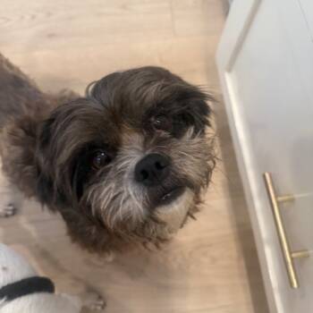 Rescue Shih Tzu Dogs for Adoption in Redondo Beach, California - Stitch | PetCurious