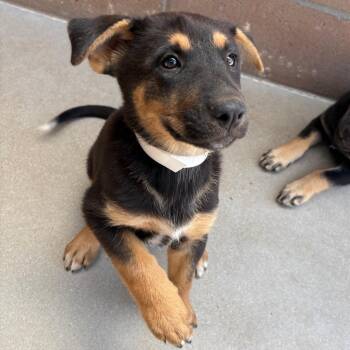 Tina -  Shepherd and Mixed Breed Dog for Adoption in Goleta, California - Tina | PetCurious