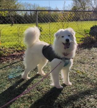 Samoyed Dogs Available for Adoption in Milwaukee, Wisconsin - Valentina | PetCurious