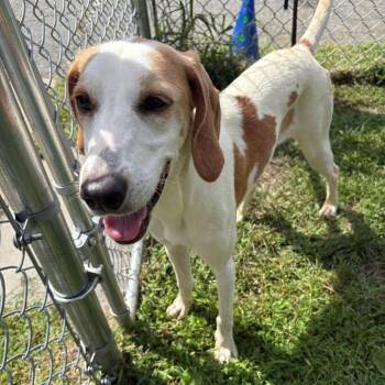 Daisy -  Hound Dog for Adoption in East Hanover, New Jersey - Daisy | PetCurious