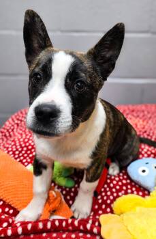 Cardigan Welsh Corgi Dogs Available for Adoption - John | PetCurious