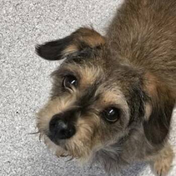 Fox Terrier Dogs Available for Adoption in Roseburg, Oregon - Hawk  | PetCurious