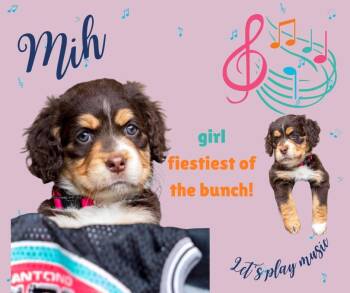 Cocker Spaniel Dogs Available for Adoption in Austin, Texas - Mih | PetCurious