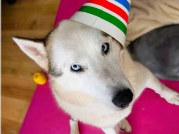 Husky Dogs Available for Adoption - ALLIE | PetCurious