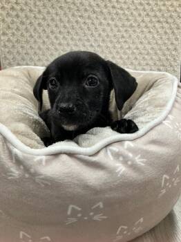 Mixed Breed Dogs Available for Adoption - Coral | PetCurious