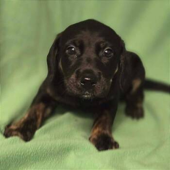 Aurora -  Australian Shepherd and Mixed Breed Dog for Adoption in Buffalo, Minnesota - Aurora | PetCurious