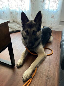 Rescue German Shepherd Dog and Belgian Shepherd Malinois Dogs for Adoption in Modesto, California - Spyro | PetCurious