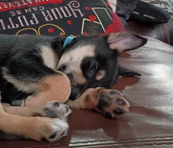 Terrier and Siberian Husky Dogs Available for Adoption in Golden, Colorado - Skye | PetCurious