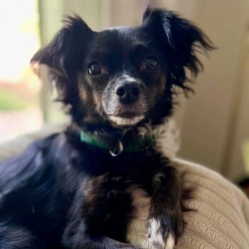Mattie -  Chihuahua and Pomeranian Dog for Adoption in Hillsborough, North Carolina - Mattie | PetCurious