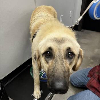 Anatolian Shepherd Dogs Available for Adoption - Jael | PetCurious