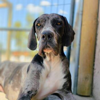 Dove -  Great Dane Dog Available for Adoption in Tehachapi, California - Dove | PetCurious