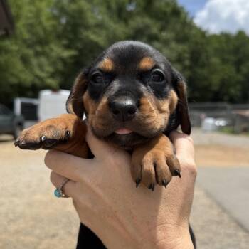 Dr. Zhivago -  Beagle and Boykin Spaniel Dog for Adoption in Columbia, South Carolina - Dr. Zhivago | PetCurious