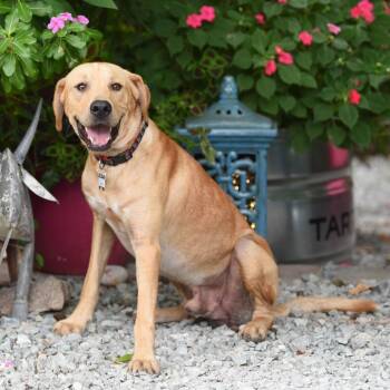 Tamoto -  Retriever and Mixed Breed Dog for Adoption in Wake Forest, North Carolina - Tamoto | PetCurious