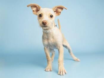 TANDY -  Chihuahua Dog for Adoption in Phoenix, Arizona - TANDY | PetCurious