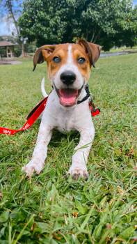 Cattle Dog and Hound Dogs Available for Adoption in Newport Beach, California - Bruiser | PetCurious