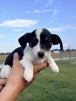 Astra -  Australian Shepherd and Dachshund Dog for Adoption in Morton Grove, Illinois - Astra | PetCurious