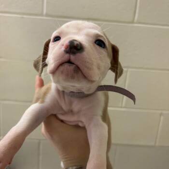 Puppy 7 -  Mixed Breed Dog for Adoption in Milton, Florida - Puppy 7 | PetCurious