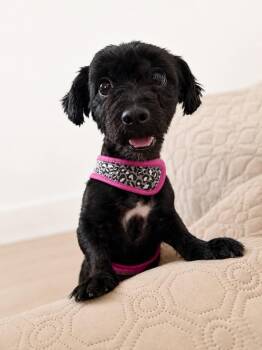 Lola -  Havanese and Poodle Dog for Adoption in Gardena, California - Lola | PetCurious