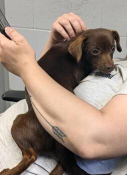 Jane -  Chihuahua Dog for Adoption in Columbus, Ohio - Jane | PetCurious