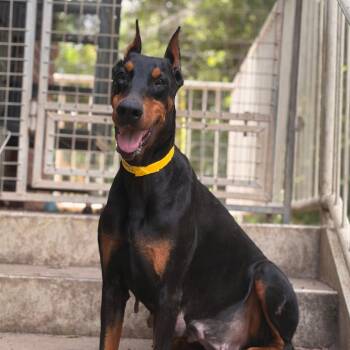 Cherry -  Doberman Pinscher Dog for Adoption in Columbus, Georgia - Cherry | PetCurious