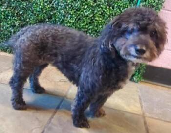 61304572 -  Miniature Poodle and Mixed Breed Dog for Adoption in El Paso, Texas - 61304572 | PetCurious