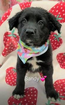 Sandy -  Flat Coated Retriever and Mixed Breed Dog for Adoption in Morton Grove, Illinois - Sandy | PetCurious